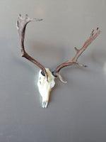 Hand-finished Red Deer skull magnet with contrasting antlers.