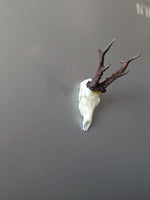 Roe Deer skull magnet mounted on a metal surface.