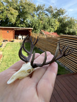 Red Deer magnet held in one hand to show its scale.